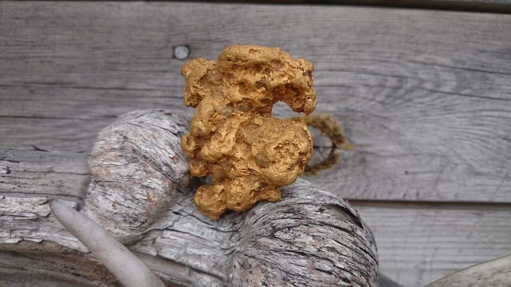 Tässä on 225 gramman kultahippu, jonka Mika Telilä kaivoi ylös Sirkka ja Kari Merenluodon kultakaivoksella.