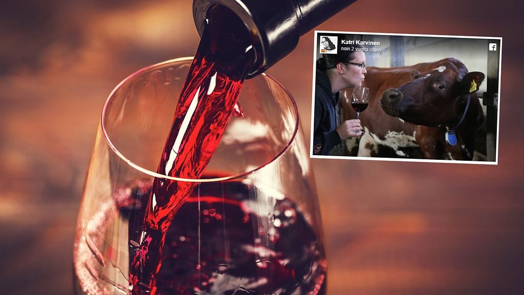 Gintonic-niminen lehmä ei välittänyt kuvan julkaisseen Karvisen mukaan viinistä kirjaimellisesti tippaakaan.