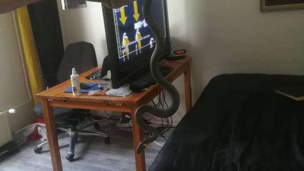 Rantakäärme sai espoolaiskodissa vipinää aikaan keskiviikkona.