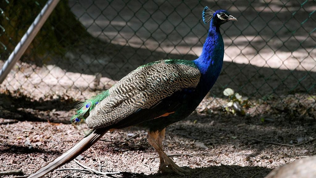 riikinkukko ahvenanmaa