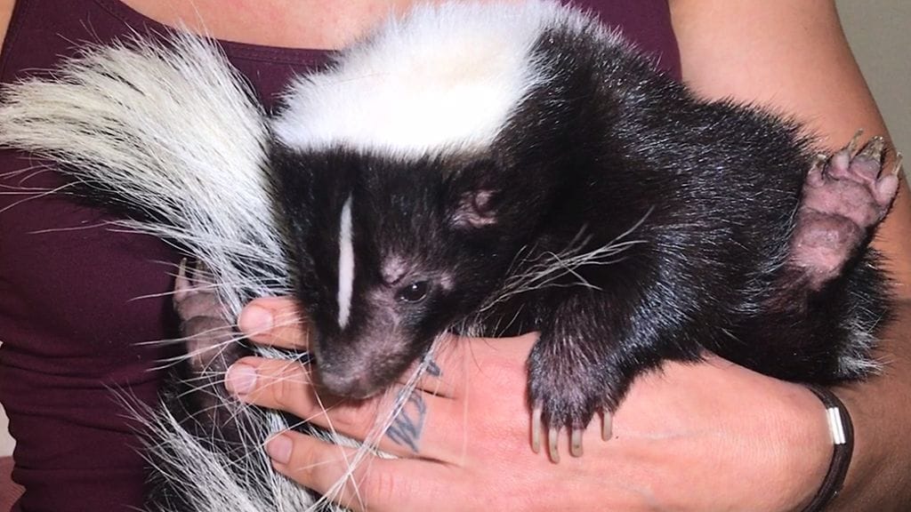 Haisunäätä Wilma/Asuntomessut