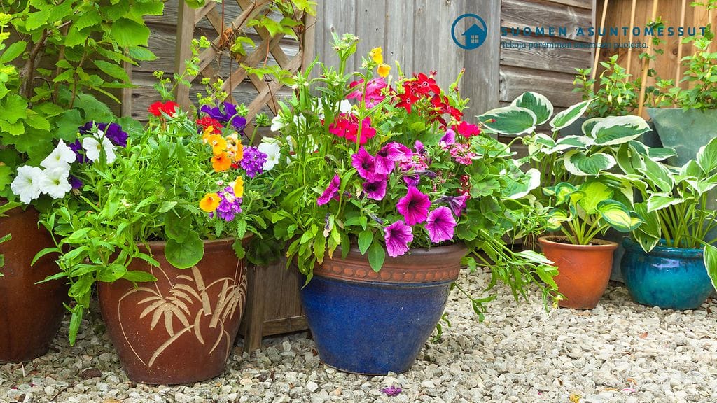 Resepti menestykseen: värikkäät kukat isoihin ruukkuihin.