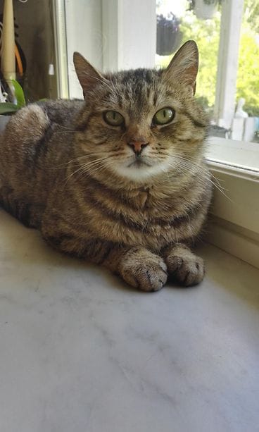 Anja-kissan karkumatka