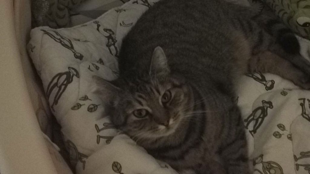 Anja-kissa ennen karkumatkaa kuvattuna.