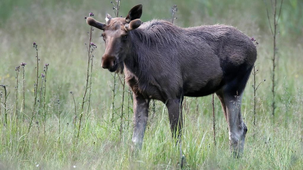 Poliisin mukaan auto romuttui törmäyksessä täysin ajokelvottomaan kuntoon.