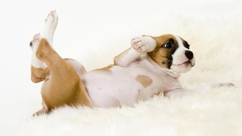 shutterstock_1207111