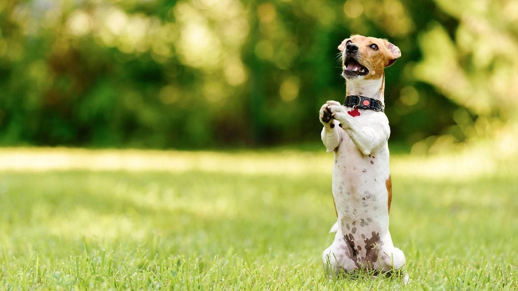 shutterstock_770394307