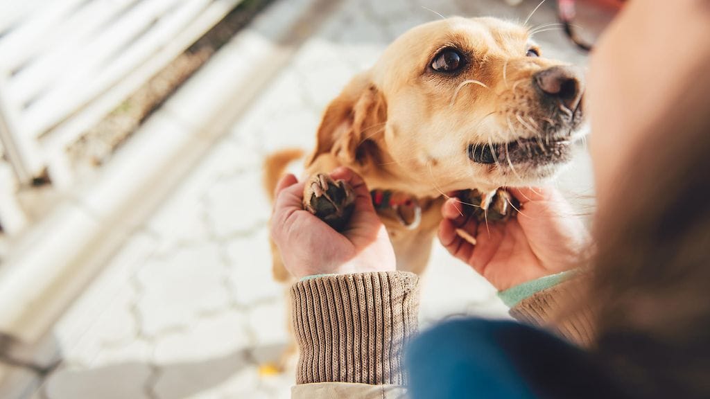 Koirat puhuvat ihmisille – omalla tavallaan.