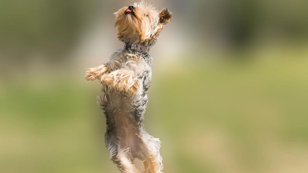 shutterstock_272190758