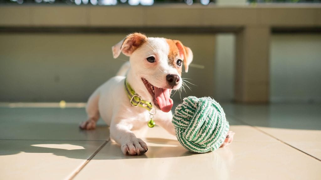 shutterstock_522638314