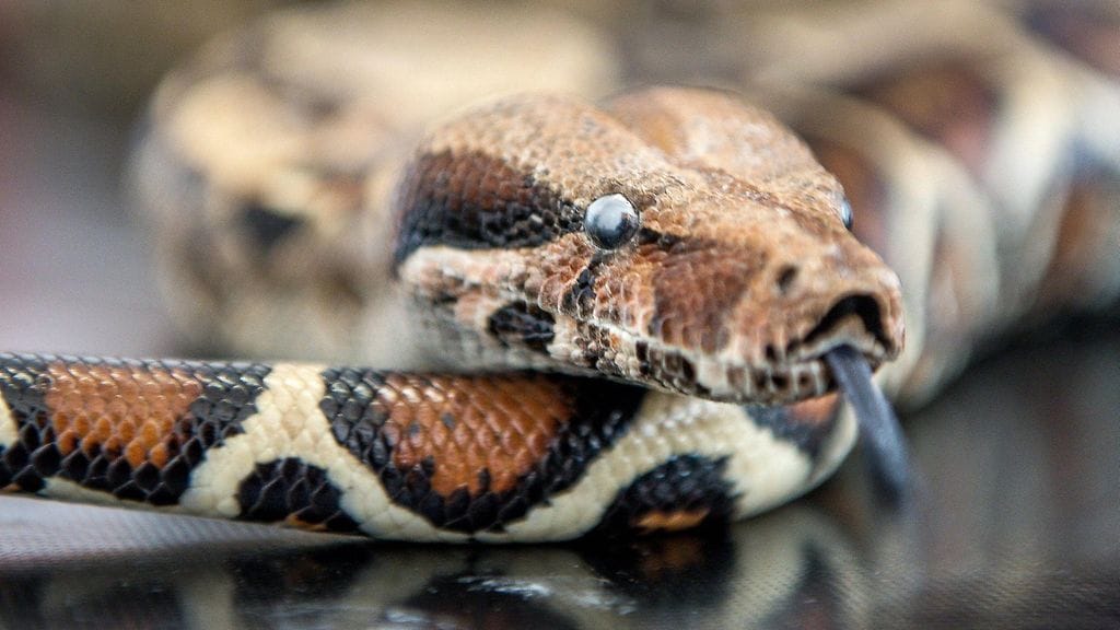 Itäisen Lontoon kadulta löydetty käärme oli kuningasboa. Kuvituskuva.
