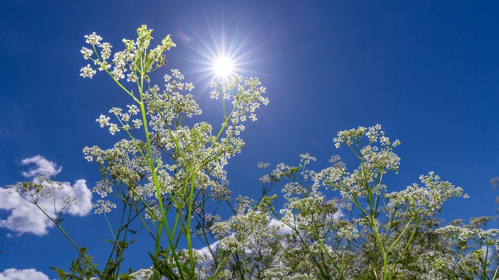 Aurinko on tänään pohjoisimmillaan vuotuisella liikeradalla. Huomisesta alkaen päivät alkavat jälleen lyhentyä.