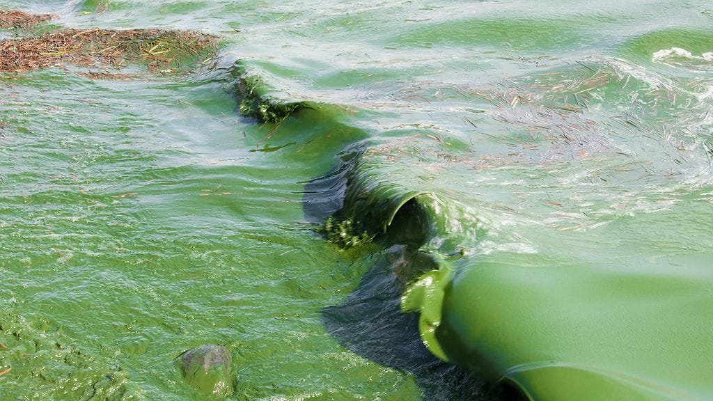 Vesi voi värjäytyä vihreäksi sinilevän vuoksi. Kuvituskuva.