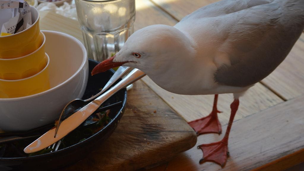 Lokit muistavat, mistä löytää täytettä mahaan.