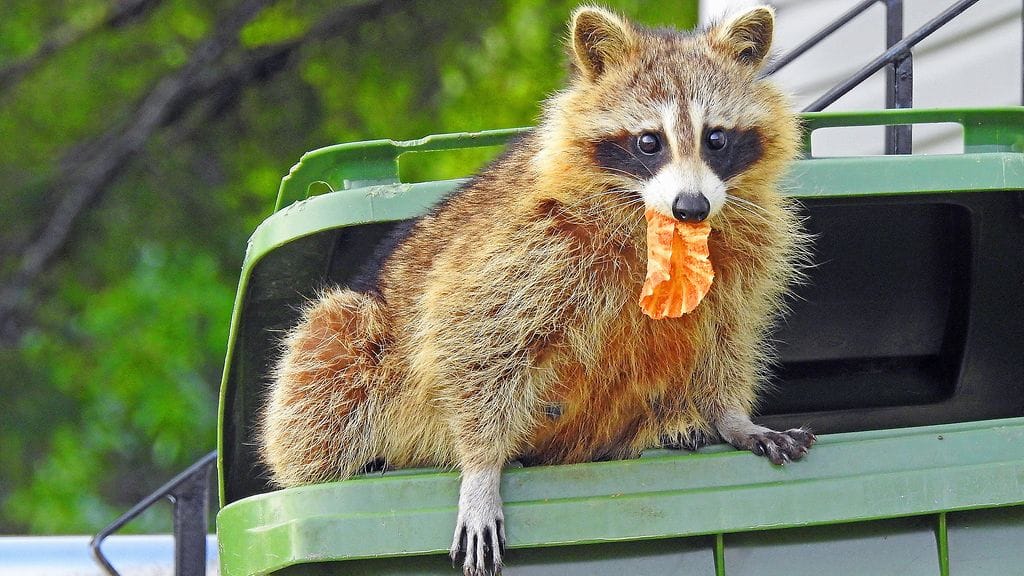 shutterstock_737580319