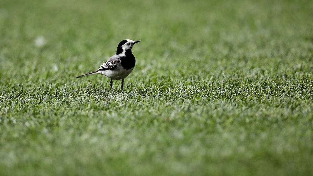 Västäräkki nähtiin myös Luzhinkin stadionilla Saksan ja Meksikon välisessä ottelussa.