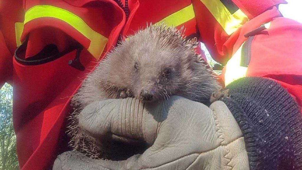 Siili köllöttelee tyytyväisenä paloesimies Sami Huovilan sylissä.