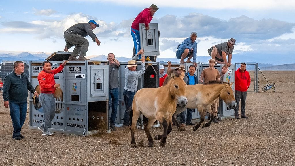 42936423671_8d3164260d_o Korkeasaari