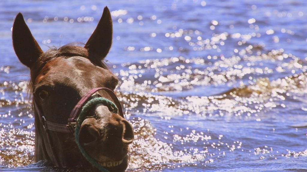 Lukijan kuva hevosen juhannusuinnilta. Kuva: Raija Kokkola.