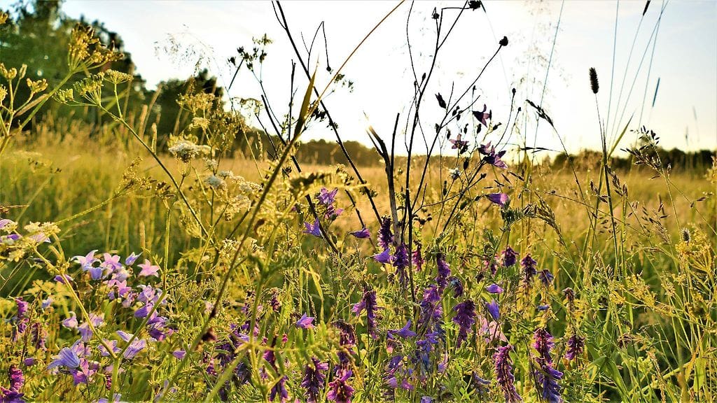 Kesän lämpöä, värejä ja tuoksuja tulviva kuva on otettu tänään Uudessakaupungissa. Kuva: Keijo Väänänen.