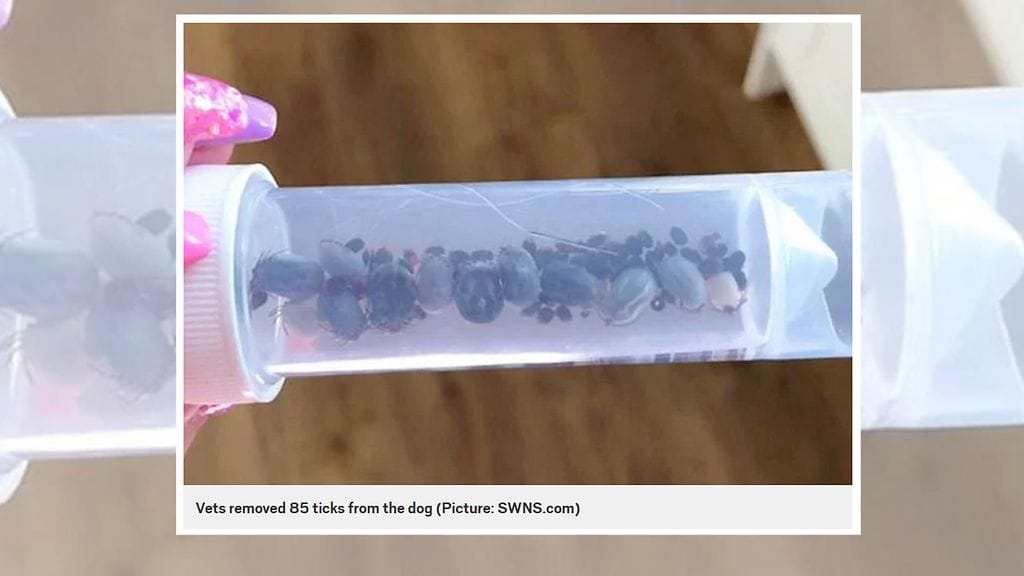 KuvanlähdeMetrocouk