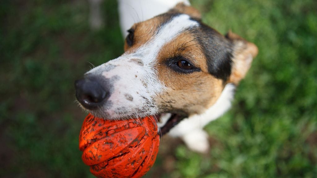 San Franciscossa koirien ei tarvitse viettää päiviään yksin.