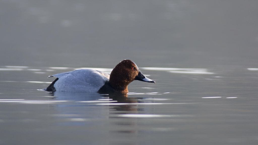 Maa- ja metsätalousministeriö haluaa kieltää punasotkan ja tukkakoskelon metsästyksen kokonaan kolmeksi vuodeksi.