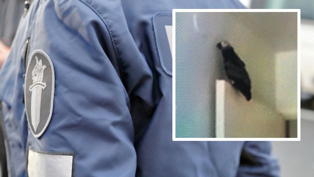 Harmaapapukaija karkasi omistajaltaan tiistai-iltana.