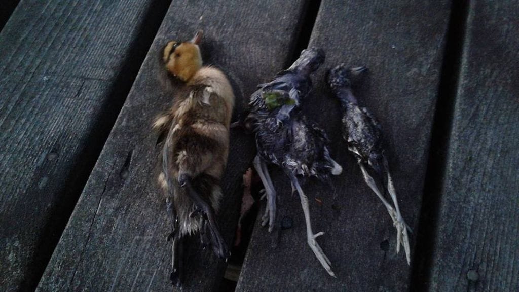 ÄLÄKÄYTÄkuolleetsorsat