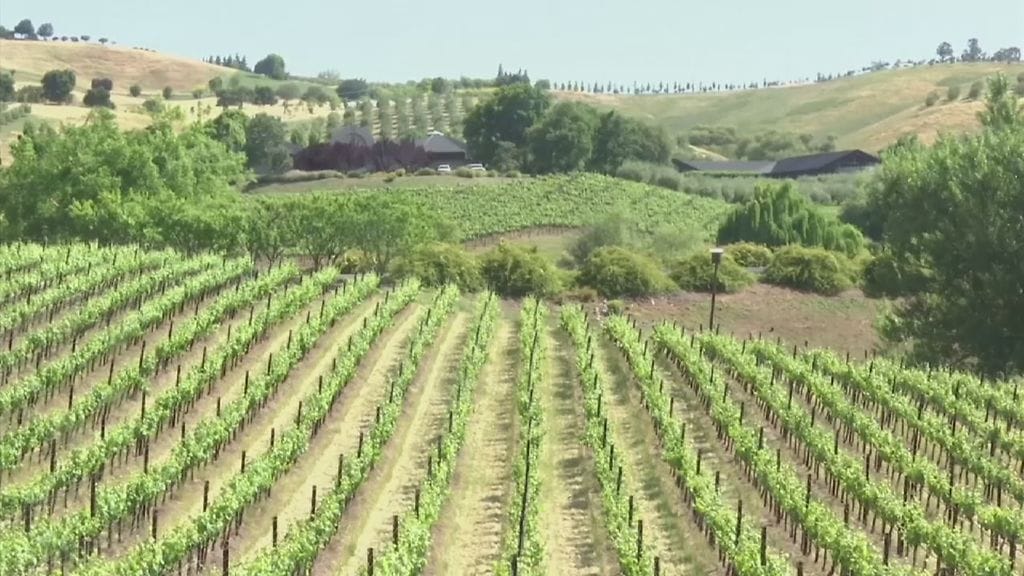 viini, viininviljely