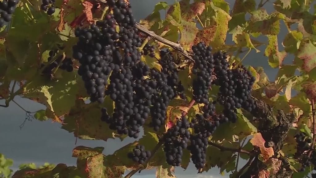 viini, viininviljely, viinirypäle