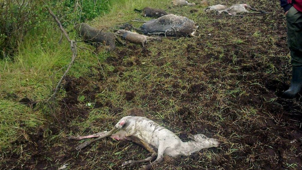 Kuvassa Iissä vuonna 2012 Pohjois-Pohjanmaalla kuolleita poroja. Sutta epäillään tuhon aiheuttajaksi. Osaa poroista oli syöty ja suurin osa oli hukkunut, kun porot olivat lähteneet karkuun mahdollista sutta.