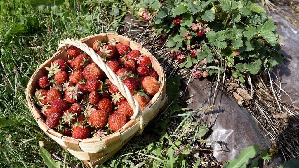 Mansikoita korissa mansikkatilalla Espoossa tiistaina 26. kesäkuuta 2018.