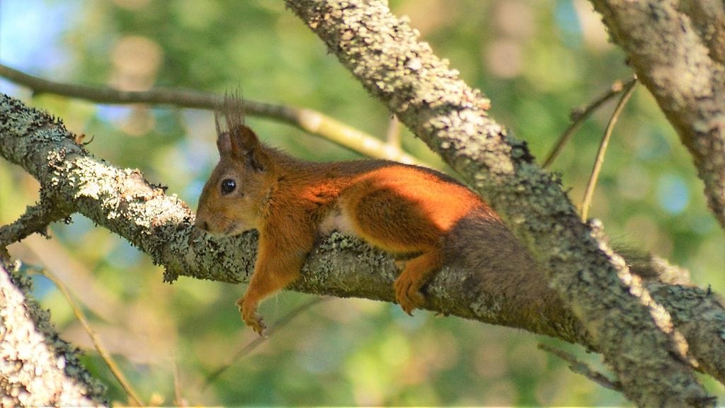 Huh hellettä, tuumii kurre auringonpaisteessa. Kuva on otettu Uudessakaupungissa.