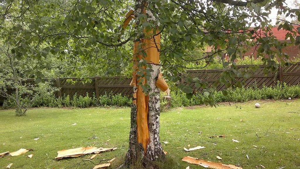 Salama iski pihapuun säpäleiksi. Kuva: Antti Virkki