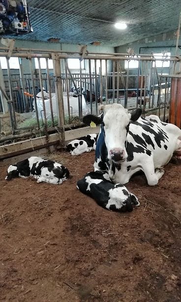 Lehmä, kolmoset, vasikka, vasikat, navetta