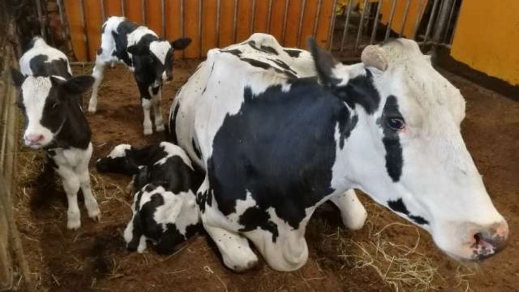 Lehmät, vasikat, lehmä, kolmoset