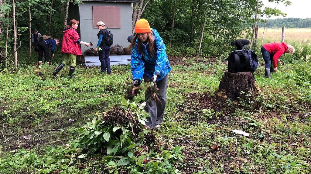 Vieraslajit, talkoot, jättipalsami