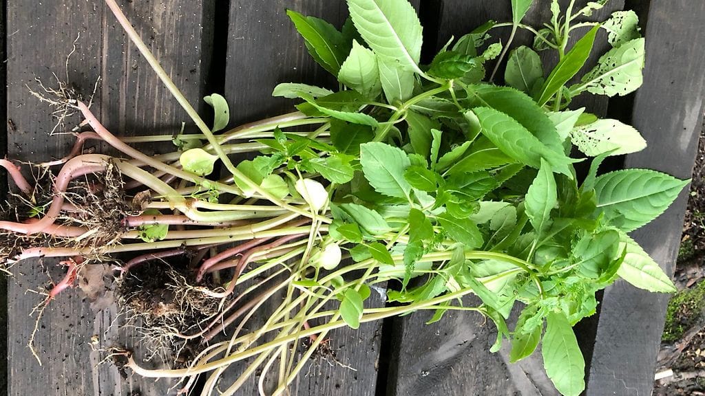 vieraslajit, vieraslaji, jättipalsami