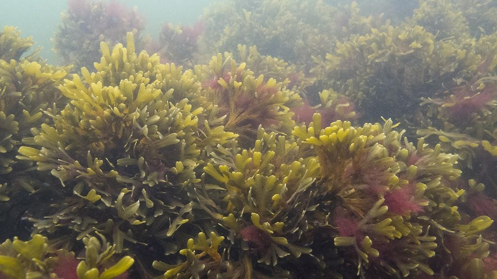 Metsähallitus, Suomenlahti