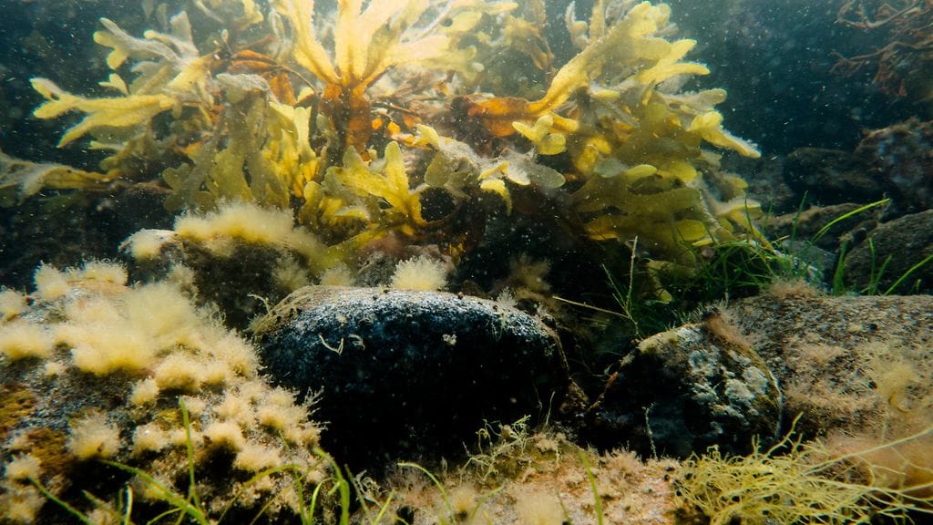 Metsähallitus, merenpohja, Suomenlahti