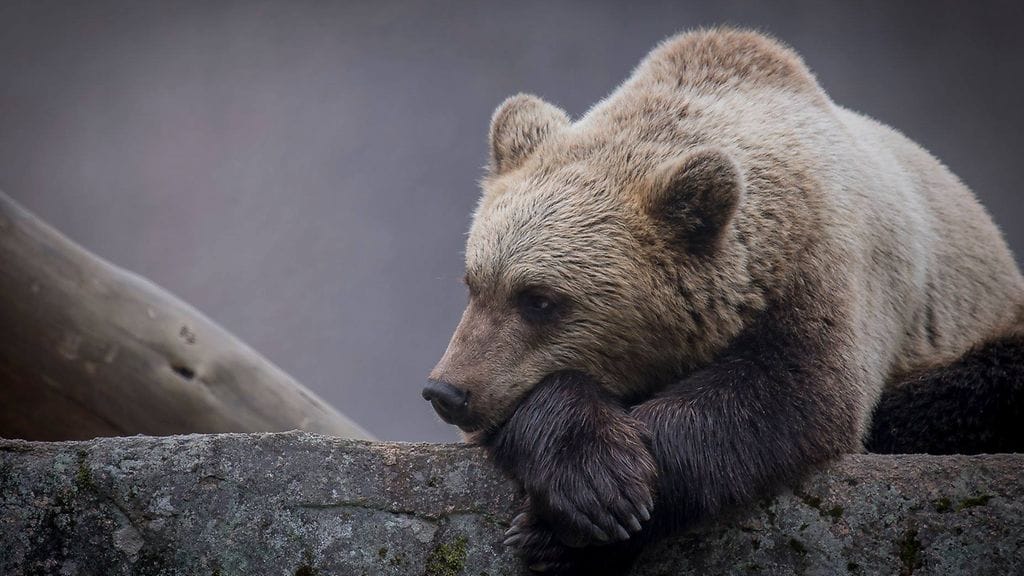 29178912_10156078710977225_4985421213393223680_o