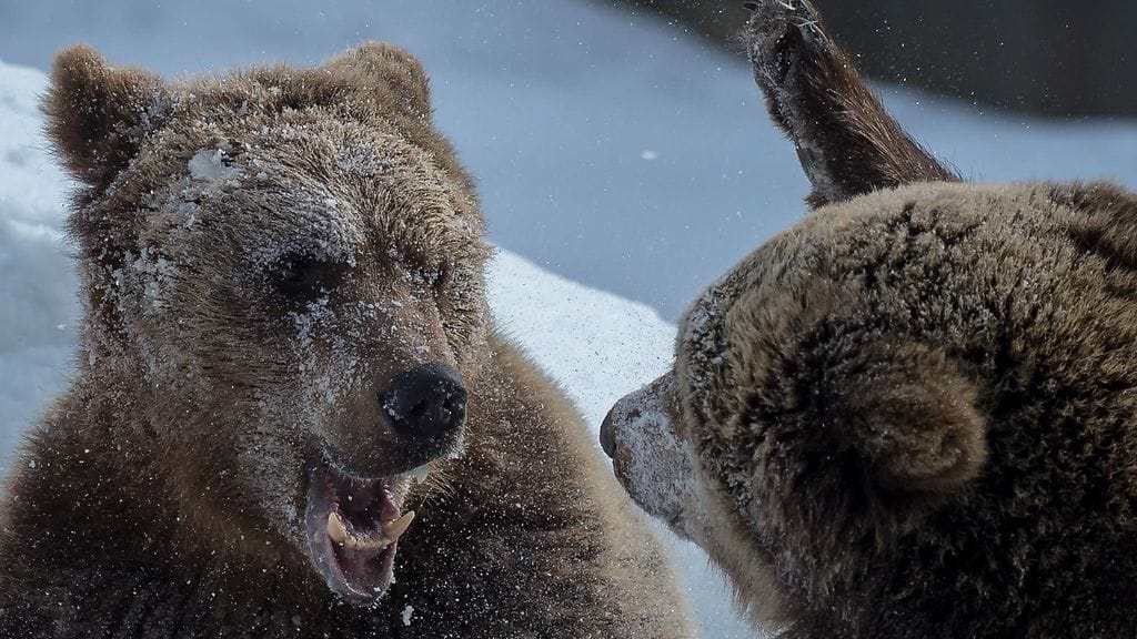 29339953_10156095372627225_1730840797739220992_o