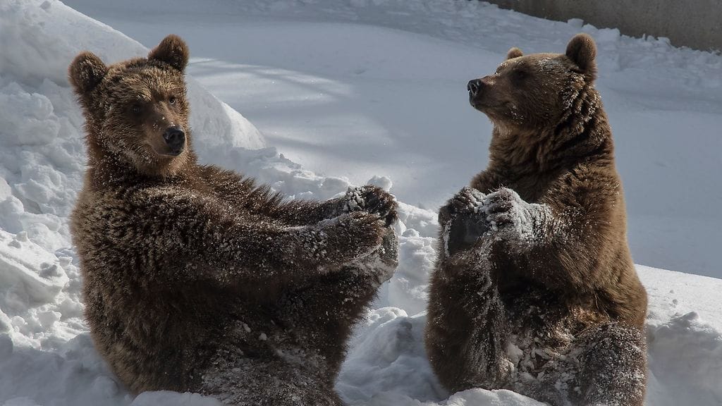 29356028_10156092703022225_4985881771326308352_o