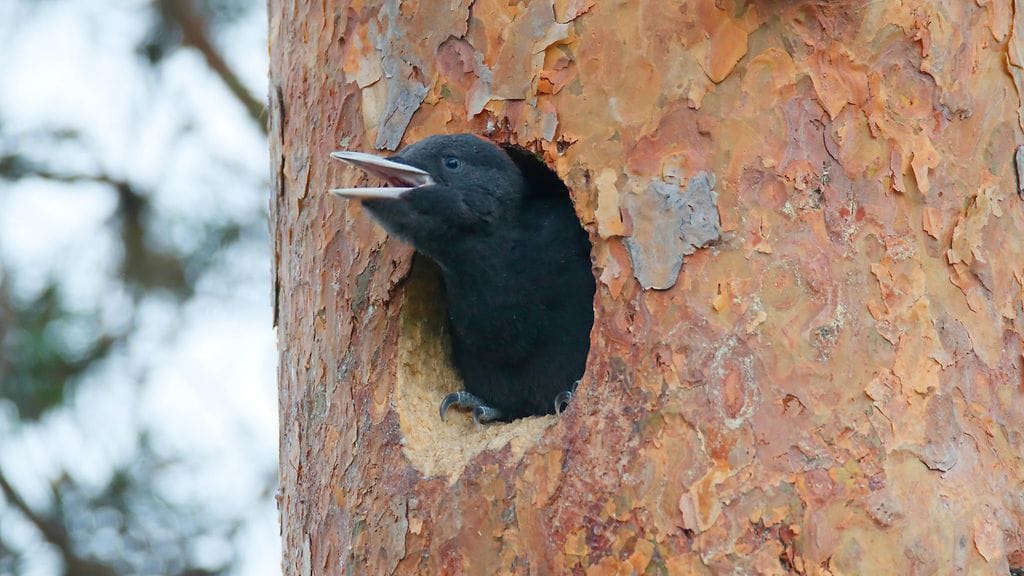 Lintujen munia ryöstetään pesästä ja myydään ulkomaille osana järjestäytynyttä rikollisuutta.