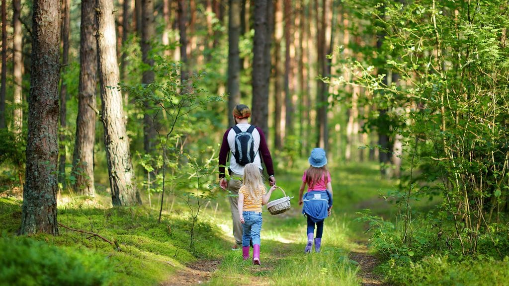 Sienimetsään pääsee poikkeuksellisen lämpimässä kelissä.