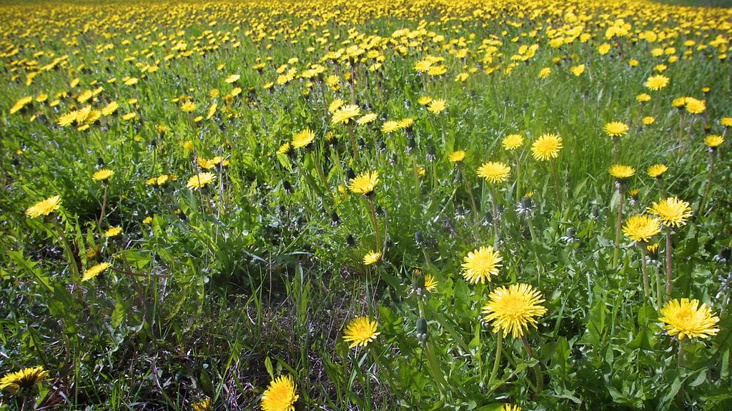 Oli kesä, oli kukkapelto.