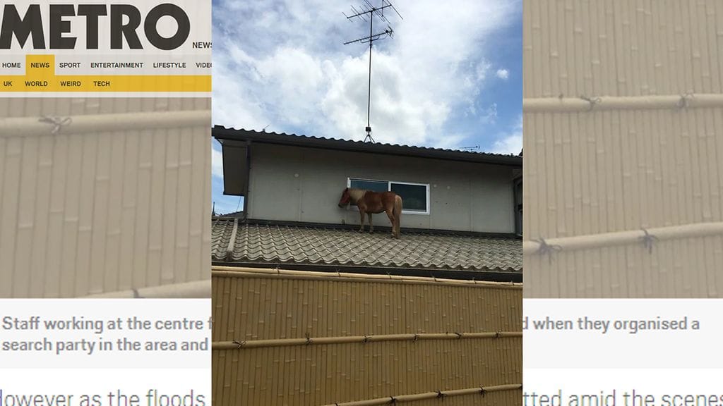 Terapiaponi Leaf löytyi katolta. Kuvan lähde Metro.co.uk