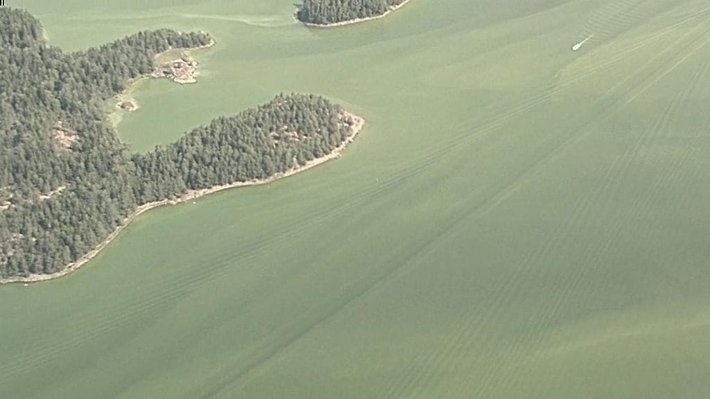 Sinilevä, Suomenlahti, Rajavartiolaitos