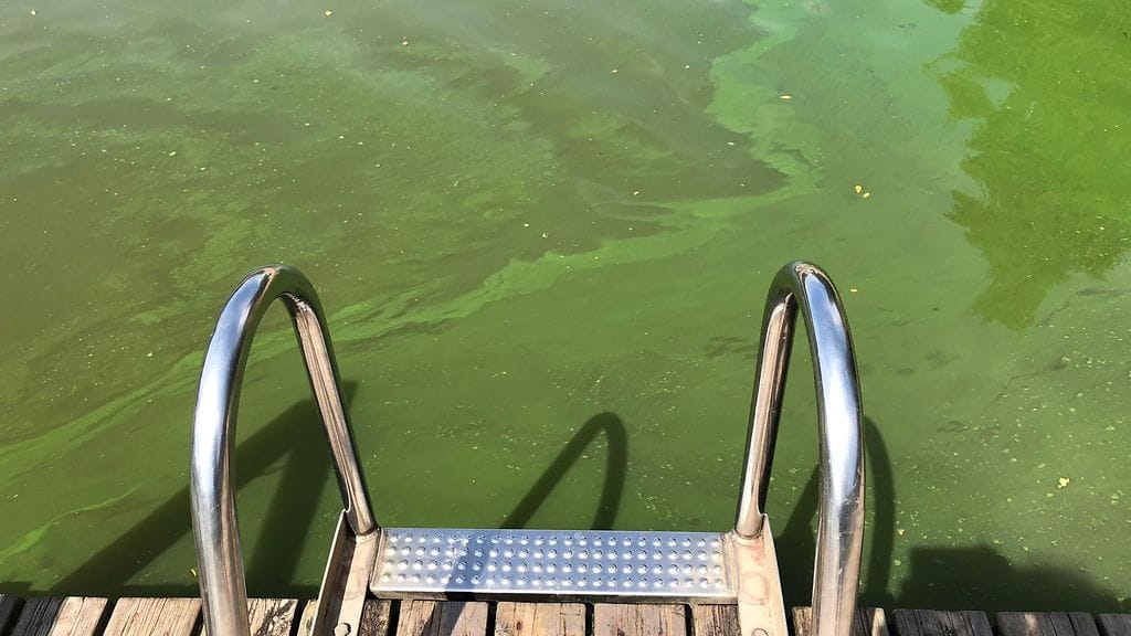 Levä, sinilevä, Vantaanjoki